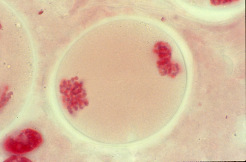 CIL: 54555, Lilium longiflorum, reproductive cell (microsporocyte)