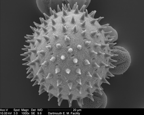 CIL:40294, sildalcea malviflora, pollen