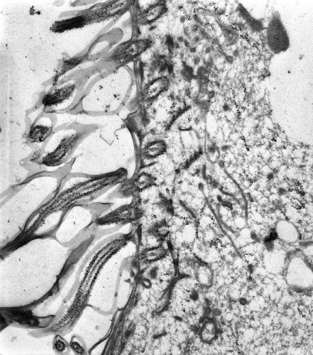 CIL:38687, Paramecium tetraurelia, cell by organism, eukaryotic cell, Eukaryotic Protist, Ciliated Protist