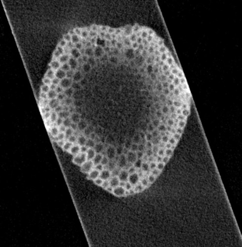 CIL:50351, Mus musculus, Spinal cord neuron