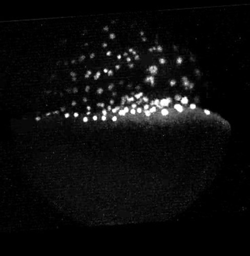 CIL:11814, Danio rerio, yolk syncytial layer cell