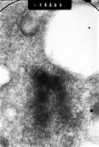 CIL:41482, Cricetulus griseus, epithelial cell