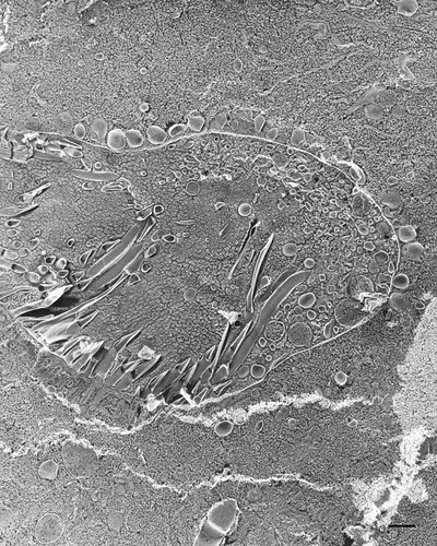 CIL:36716, Paramecium multimicronucleatum, cell by organism, eukaryotic cell, Eukaryotic Protist, Ciliated Protist