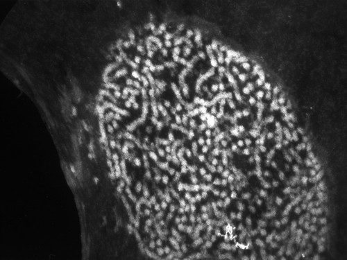 CIL:775, Patiria miniata, sperm