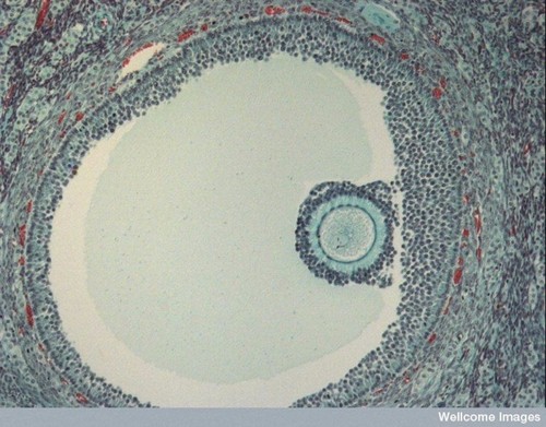 CIL:39100, oocyte, follicle cell