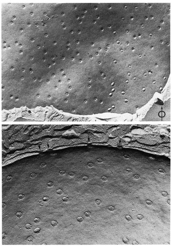 CIL:11048, Cavia porcellus, Rattus rattus, Sertoli cell, pancreatic A cell