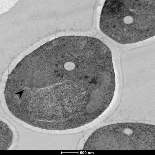 CIL: 50827, Saccharomyces cerevisiae (baker's yeast, budding yeast), Mixed population of S. cerevisiae cells