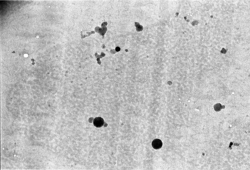 CIL:438, Patiria miniata, sperm