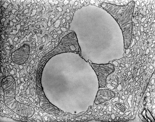 CIL:37200, Cavia porcellus, pancreas