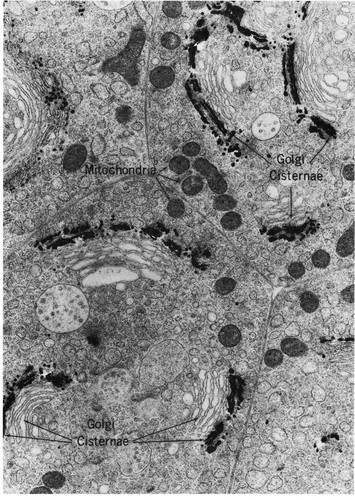 CIL:11362, Mus musculus, epithelial cell