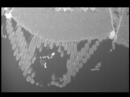 CIL: 50698, FIB-SEM Dataset of anti-PKHD1L1 Immuno-Gold Labeled Outer Hair Cell Stereocilia Bundles