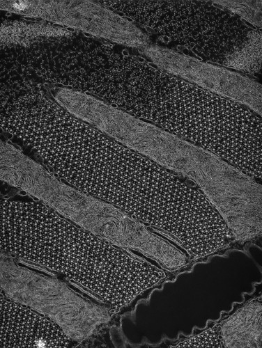 CIL:36109, damselfly, flight muscle cell