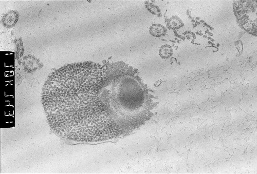 CIL:502, Patiria miniata, sperm