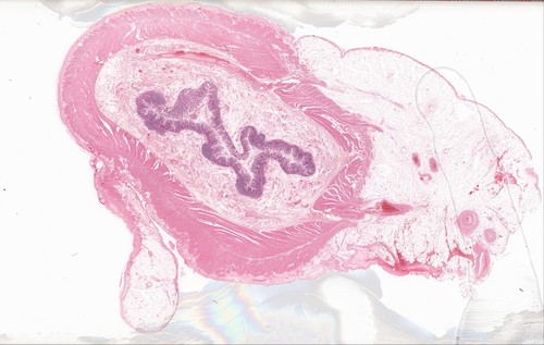 CIL:41537, unidentified monkey, simple columnar epithelial cell