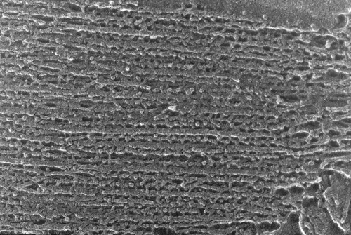 CIL:1453, Oryctolagus cuniculus, skeletal muscle cell