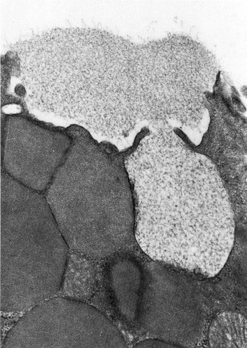 CIL:36004, goblet cell, simple columnar epithelial cell