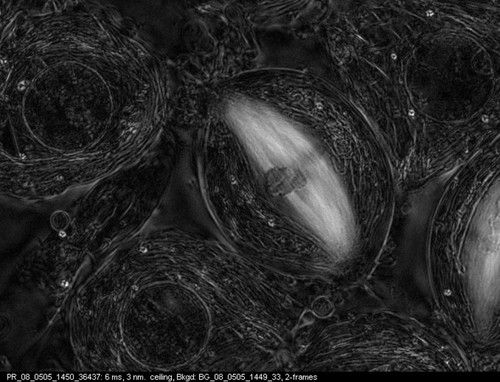 CIL:10726, Nephrotoma, Nephrotoma suturalis, primary spermatocyte