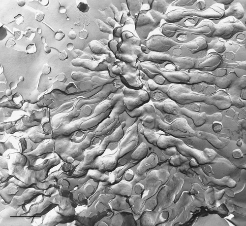 CIL:36605, Paramecium multimicronucleatum, cell by organism, eukaryotic cell, Eukaryotic Protist, Ciliated Protist