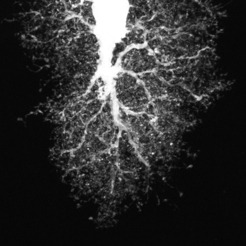 CIL:36339, Rattus, astrocyte