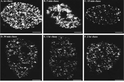 CIL:39236, Mus musculus, fibroblast