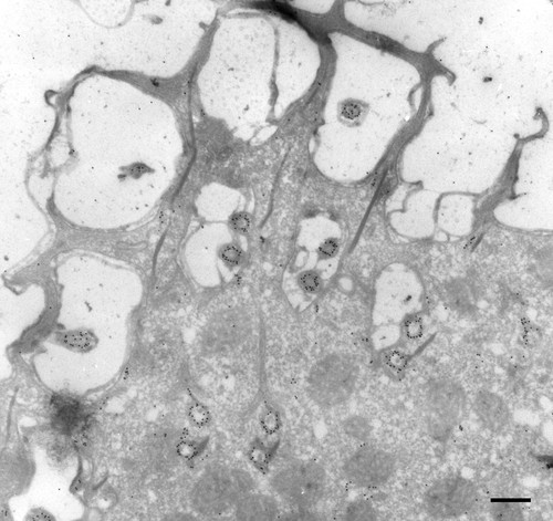 CIL:36618, Paramecium multimicronucleatum, cell by organism, eukaryotic cell, Eukaryotic Protist, Ciliated Protist