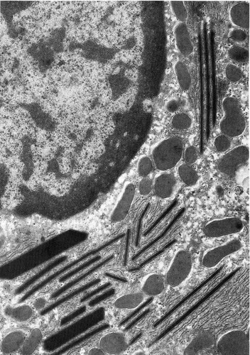 CIL:35985, Batrachoseps attenuatus, hepatocyte