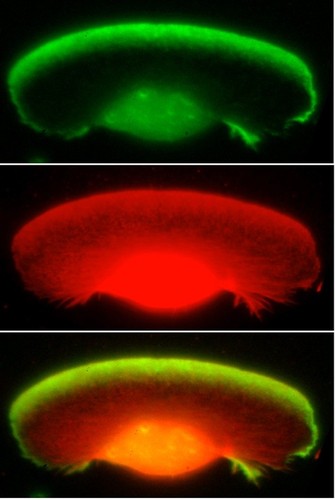 CIL:24794, Xenopus laevis, keratocyte