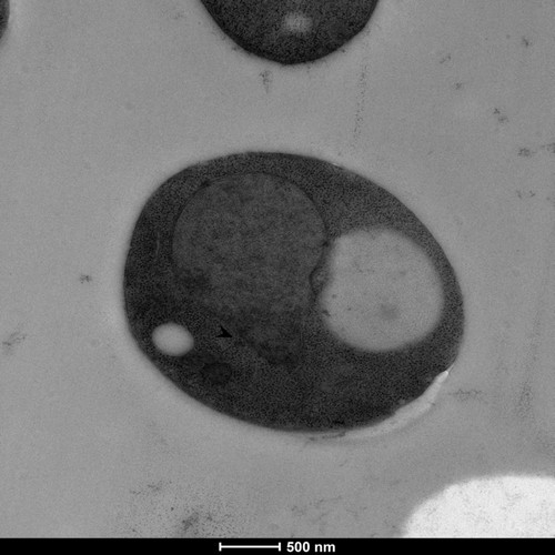 CIL: 50841, Saccharomyces cerevisiae (baker's yeast, budding yeast), Mixed population of S. cerevisiae cells