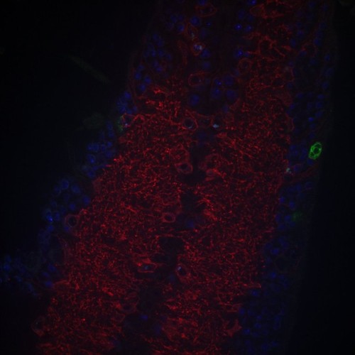 CIL: 54675, Drosophila melanogaster, astrocytes (red)