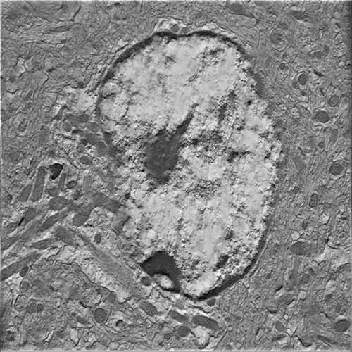 CIL:40207, Mus musculus, astrocyte of the hippocampus