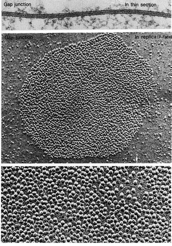 CIL:11221, Carassius auratus, Rattus, sensory epithelial cell, granulosa cell