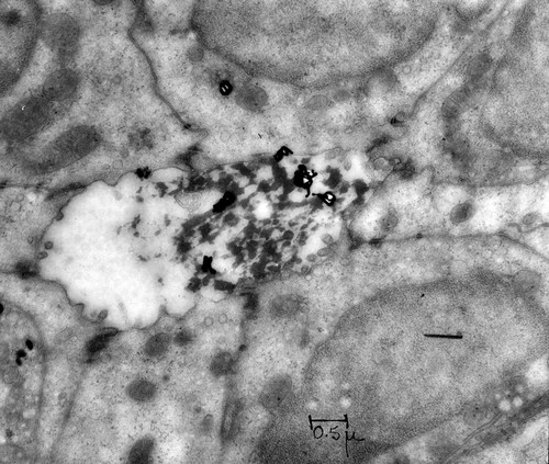 CIL:37118, Cavia porcellus, pancreas cell