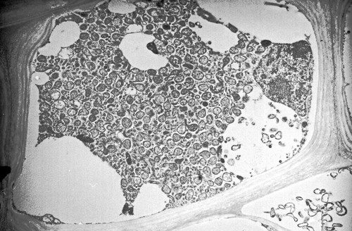 CIL:12587, Spiroplasma kunkelii, Zea mays, plant cell, prokaryotic cell