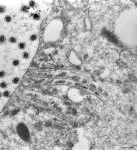 CIL:36722, Paramecium multimicronucleatum, cell by organism, eukaryotic cell, Eukaryotic Protist, Ciliated Protist