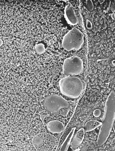 CIL:36729, Paramecium multimicronucleatum, cell by organism, eukaryotic cell, Eukaryotic Protist, Ciliated Protist