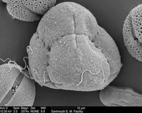 CIL:40345, Rhododendron, pollen