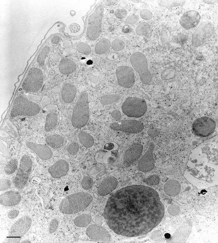 CIL:34616, Tetrahymena pyriformis, cell by organism, eukaryotic cell, Eukaryotic Protist, Ciliated Protist