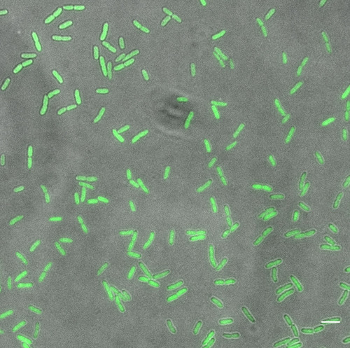 CIL: 54696, Bacteria E coli, MC1061