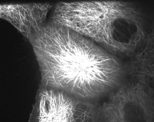 CIL:40400, Sus scrofa domestica, kidney epithelial cell