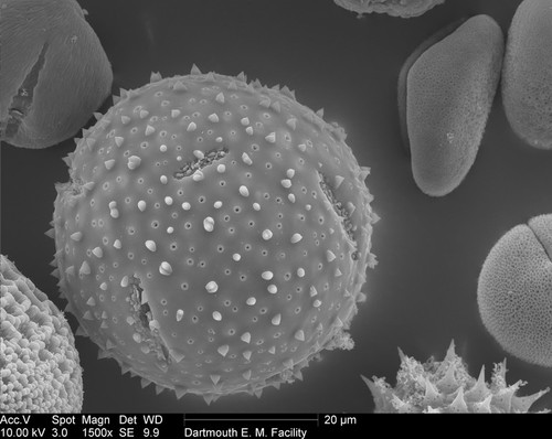 CIL:40331, Schlumbergera truncata, pollen