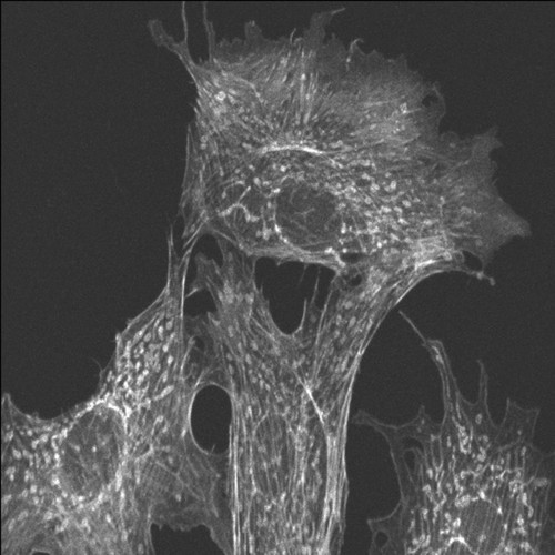 CIL:219, Bos primigenius, endothelial cell