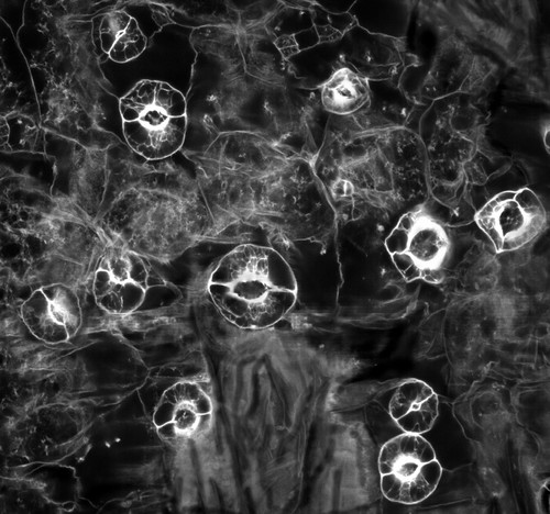 CIL:41912, Arabidopsis thaliana, parenchymal cell, epidermal cell