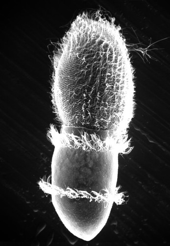 CIL:17892, Didinium nasutum, Paramecium sp., cell by organism, eukaryotic cell, Eukaryotic Protist, Ciliated Protist