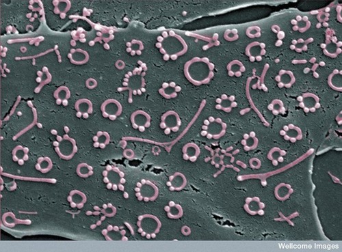 CIL:39054, mycroplasma, osteoblast, bacteria