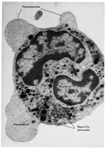 CIL:11123, Cavia porcellus, leukocyte