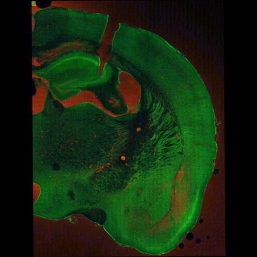 CIL:46966, Mus musculus, CNS neuron (sensu Nematoda and Protostomia)