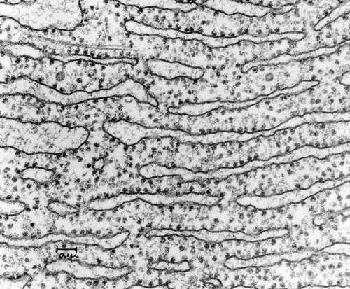 CIL:37237, Cavia porcellus, pancreatic cell