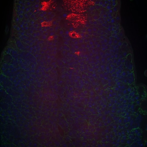 CIL: 54655, Drosophila melanogaster, astrocytes (red)