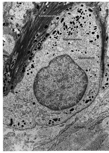 CIL:11528, Homo sapiens, melanocyte