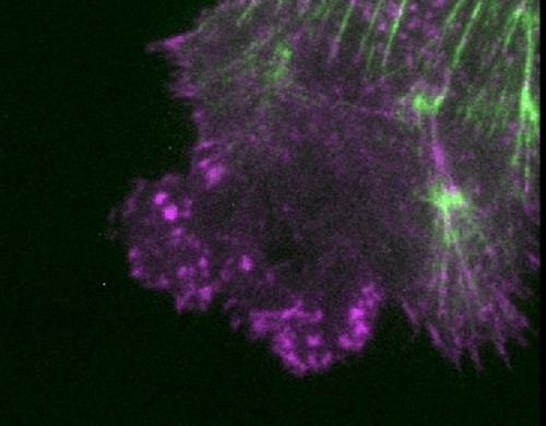 CIL:12411, Cricetulus griseus, epithelial cell